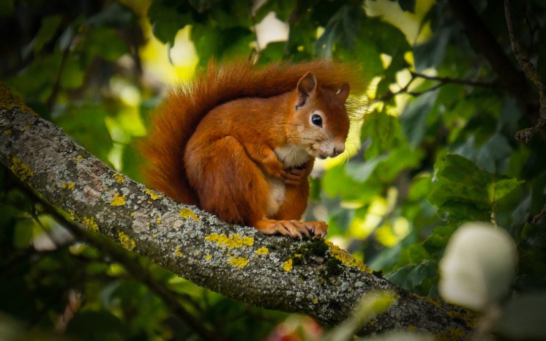Is The Acorns Investment App a Scam? Squirrel Money Away Automatically