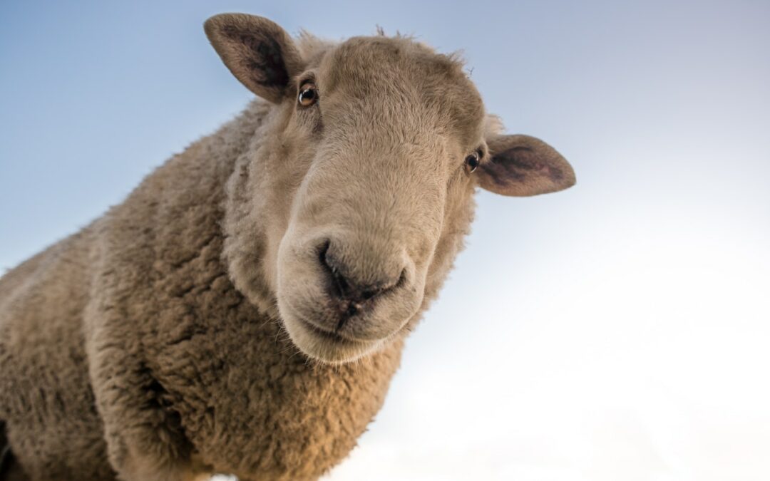 Is-survey-Sheep-a-Scam